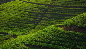 奇門兇格大全-古籍中的六個擊刑格