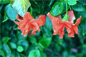 《黃石公奇門神符經七十二局》解秘《譯古含奇》