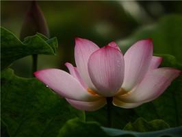 奇門遁甲古籍 朱氏奇門秘佔