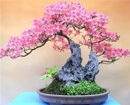 奇門九遁格局應用方法，從多角度展示遁的功能與功用