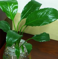 奇門玄盤八神和遍幹公佈