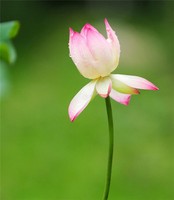 奇門遁甲之孤虛法運用 萬人用年孤，千人用月孤