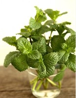 使用奇門遁甲預測的原則