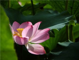 奇門遁甲中宮、門、星、神的作用和關係