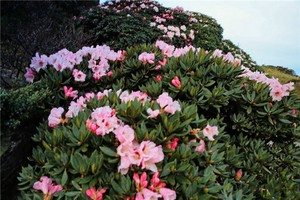 八卦九宮紀日之遁甲式歷日