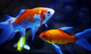 先天太上法門·《道德經》精解之一