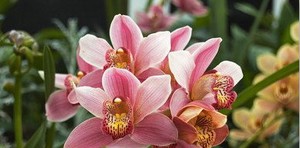 奇門遁甲轉盤與飛盤，誰準確性更高？