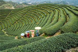 奇門遁甲預測懷孕生育如何選用神