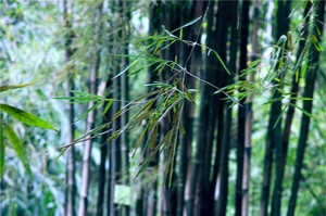 奇門遁甲真傳 （基礎知識）