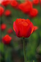 奇門局裡可觀世事，符使丁甲，心念相湧