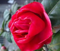 奇門遁甲運勢的不利格局　三奇入墓則諸事不須為