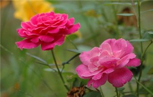 奇門遁甲中的五運六氣,以八門為尊闕，以九星為造化