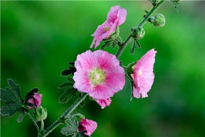 奇門遁甲基礎知識,奇門應局之說