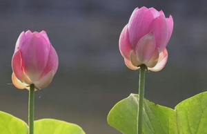 奇門解讀：什麼是反吟局？反吟局在預測實踐中的應用