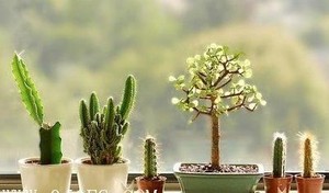 奇門遁甲八神的運用方法