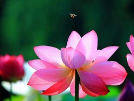 奇門遁甲預測應期分析方法，奇門斷應期的原則