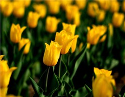 神授遁甲天書(古書版)敘