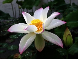 奇門遁甲古今譯