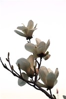 奇門遁甲是中國傳統文化哲學邏輯思維模式