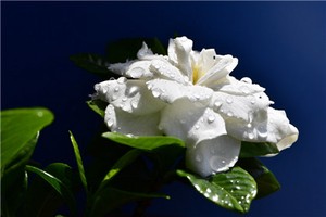 奇門遁甲真傳基礎知識應用延伸 八門 九星 八神 奇儀的涵義