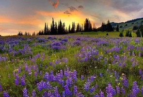 徐道符著【御定奇門寶鑑】（一）