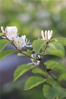 奇門遁甲需熟練記住的基礎內容三