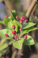 民間奇門高人秘授抄本，奇門遁甲鳴法釋占卜用神必觀之訣（四）