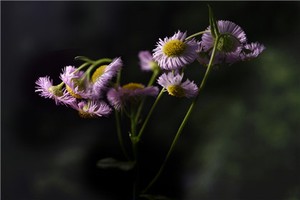 奇門研究百家爭鳴，簡析各種刻家奇門用局