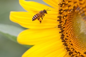 奇門遁甲預測討債的基本規則