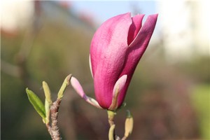 奇門遁甲運籌式盤飛轉之沉思別解