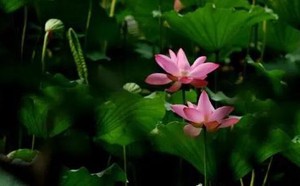 奇門遁甲預測秘笈大全之三