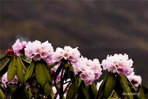 奇門遁甲八神的含義　直符：稟中央土，為天乙之神