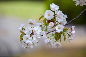 奇門遁甲預測疾病方法　奇儀組合病像