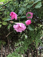 奇門遁甲預測開門的意義,宜訪道、求賢、收貨