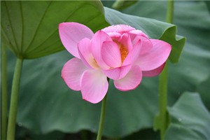 奇門遁甲正統奇門之三奇得使真義