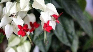 怎么學奇門遁甲的11,紙上起局，陰遁局例子